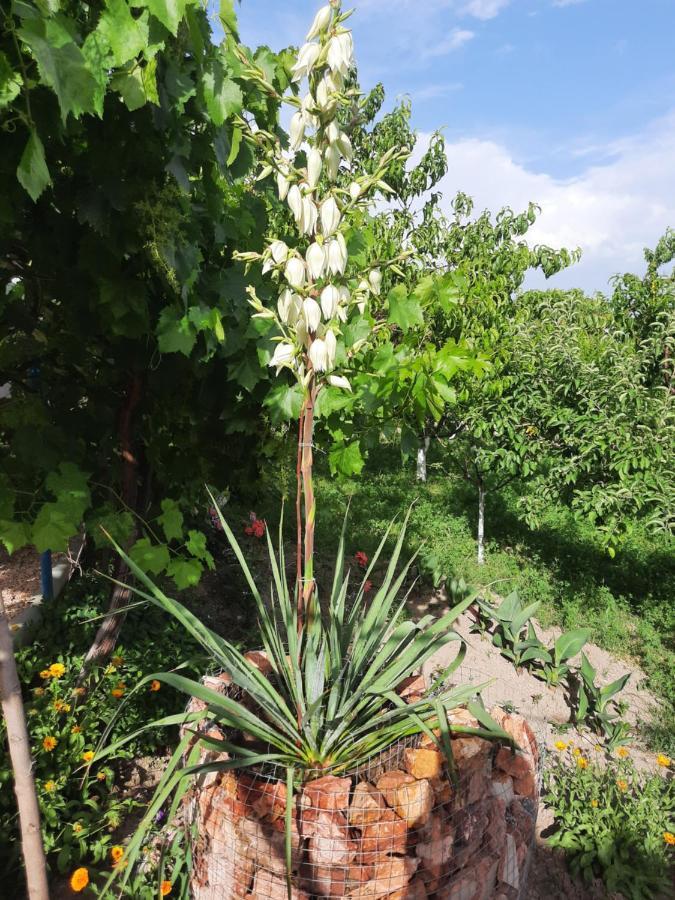Ararat B&B Chʼiva Exterior foto